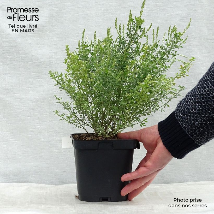 Cytisus spachiana Phebus - Ginesta Maceta 2L/3L Ejemplar entregado en la primavera