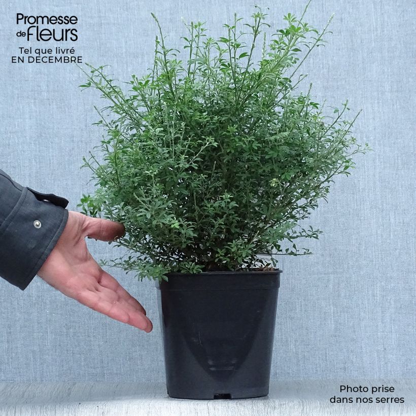 Cytisus spachiana Phebus - Ginesta Maceta 4L/5L Ejemplar entregado en invierno