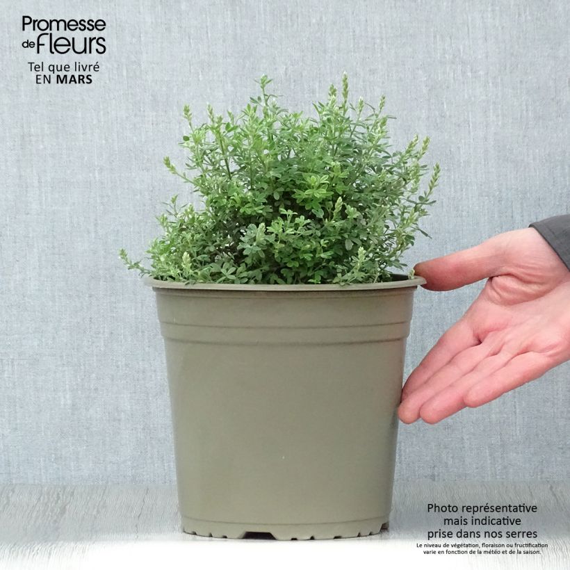 Cytisus spachiana Phebus - Ginesta Maceta 4L/5L Ejemplar entregado en la primavera