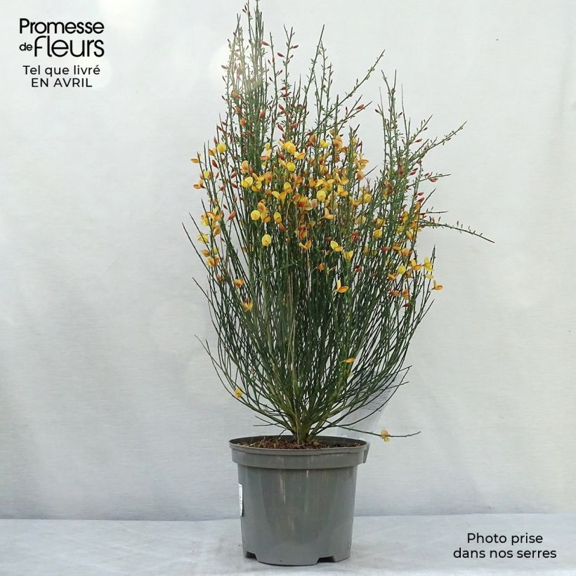 Retama negra Apricot Gem - Cytisus scoparius Maceta 2L/3L Ejemplar entregado en la primavera