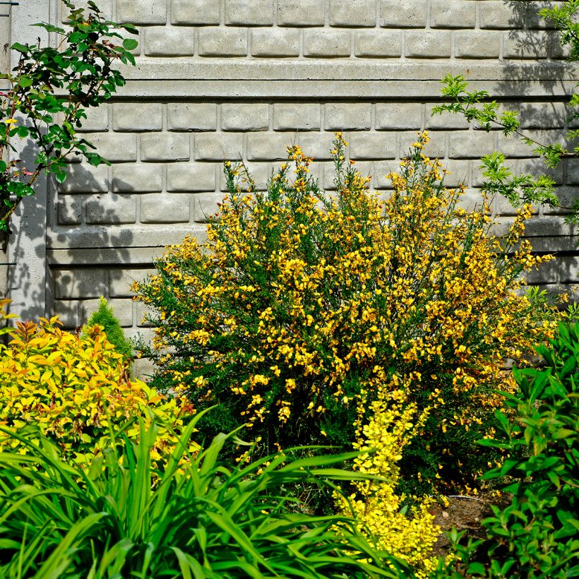 Retama negra Apricot Gem - Cytisus scoparius (Porte)