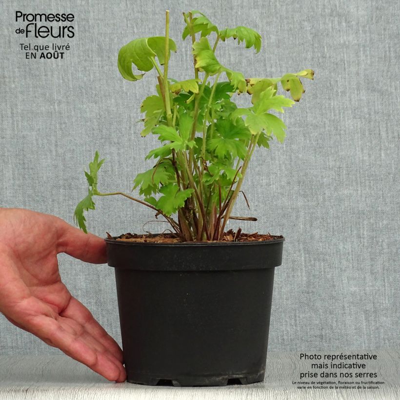 Ejemplar de Espuela de caballero - Delphinium Pacific-hybrid Astolat Maceta 2L/3L entregado en verano