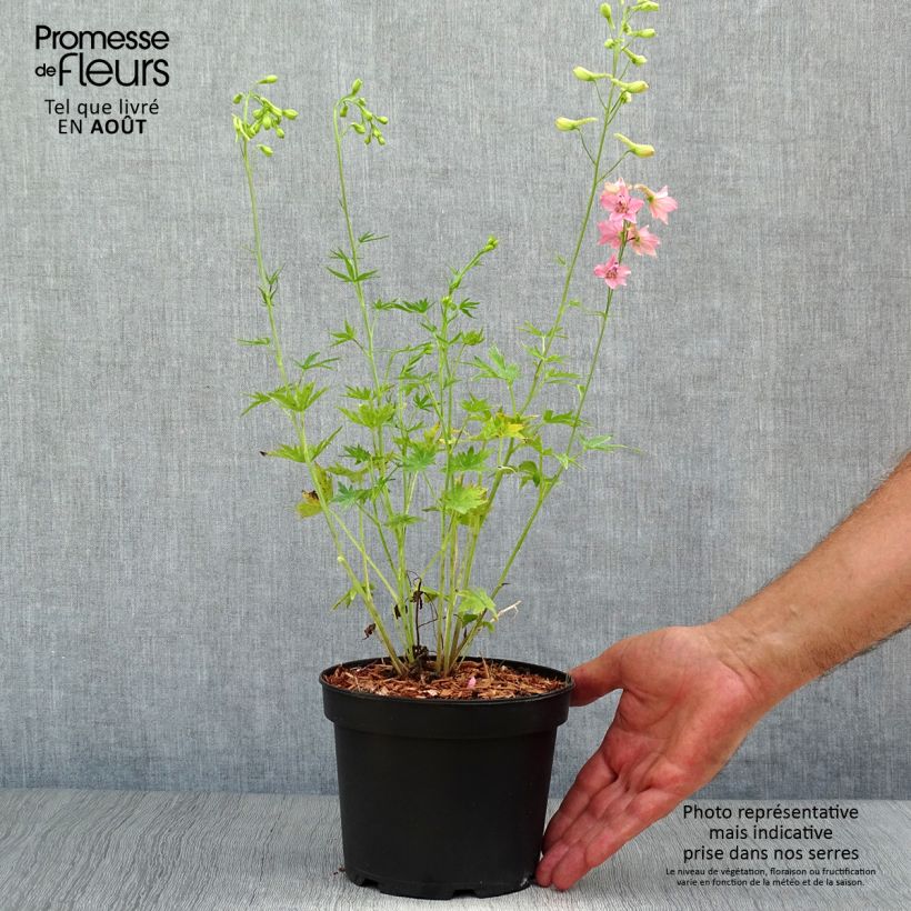 Ejemplar de Espuela de caballero - Delphinium ruysii Pink Sensation Maceta 2L/3L entregado en verano