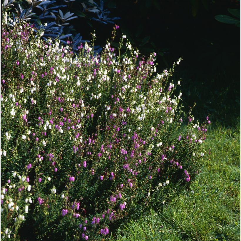 Daboecia cantabrica Globosa Pink (Porte)
