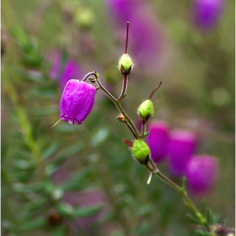 Daboecia cantabrica Purpurea (Floración)