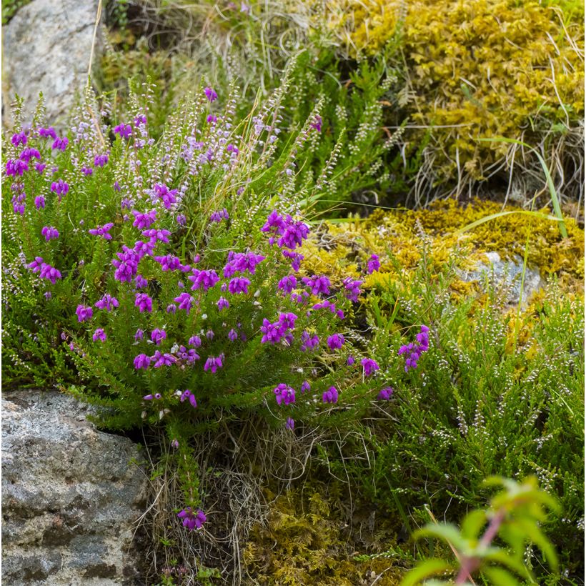 Daboecia cantabrica Purpurea (Porte)