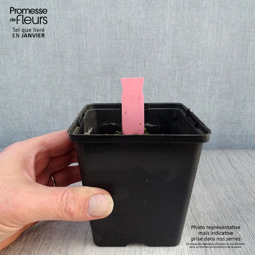 Dactylorhiza majalis - Orquídea Maceta de 8/9 cm Ejemplar entregado en invierno