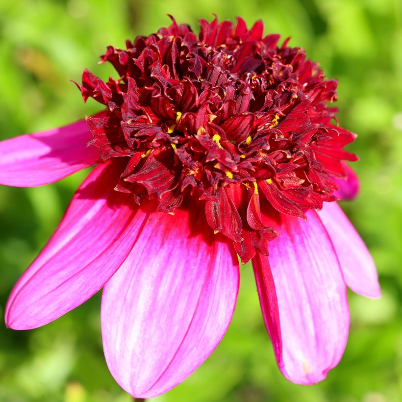 Dalia Flor de Anémona Poodle Skirt (Floración)