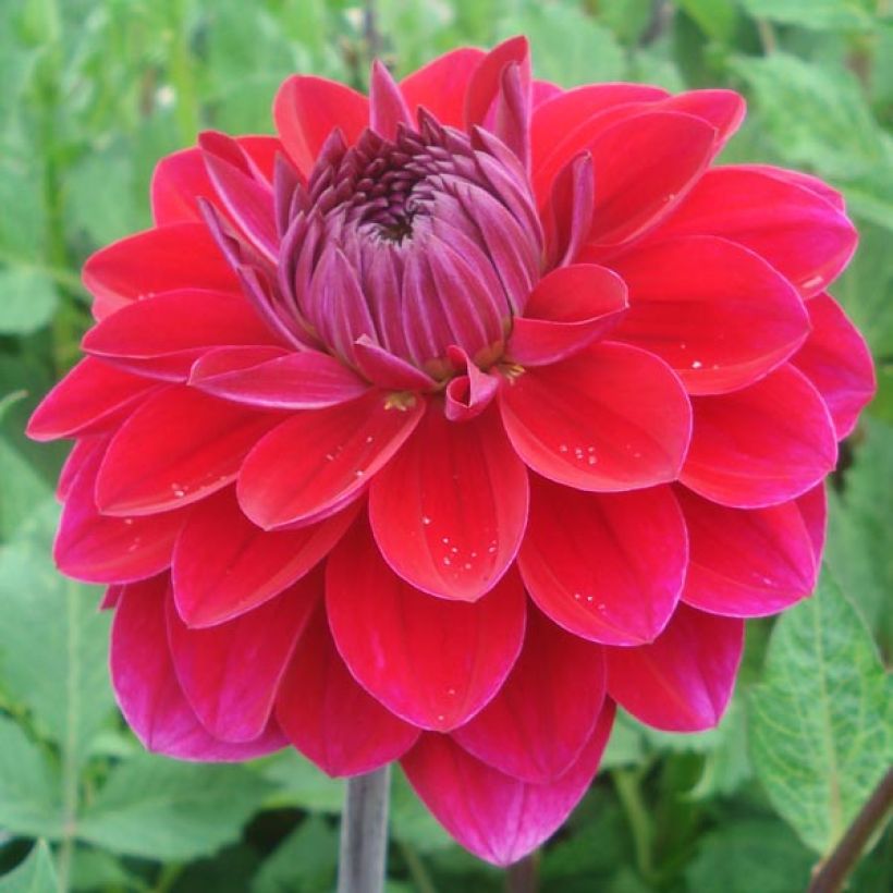 Dalia decorativa Anne Cornelia (Floración)