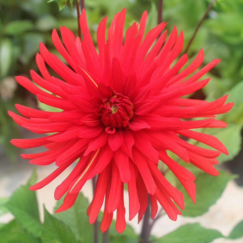 Dalia cactus Berger's Record (Floración)