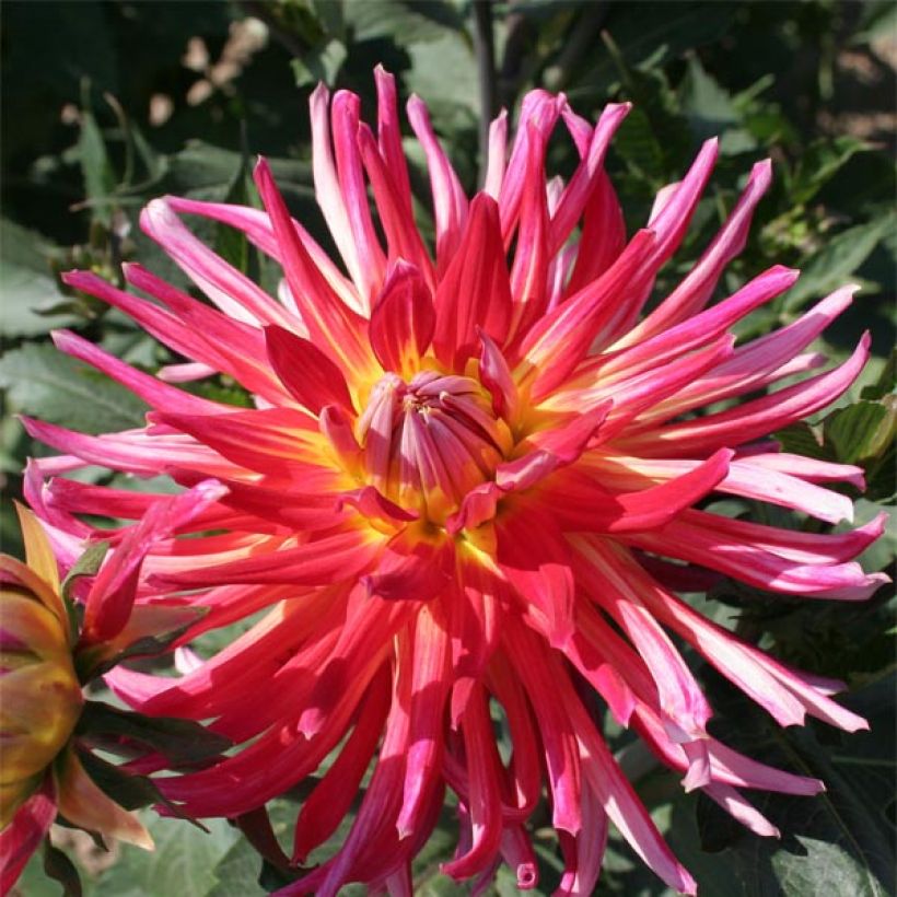 Dalia cactus Bora Bora (Floración)