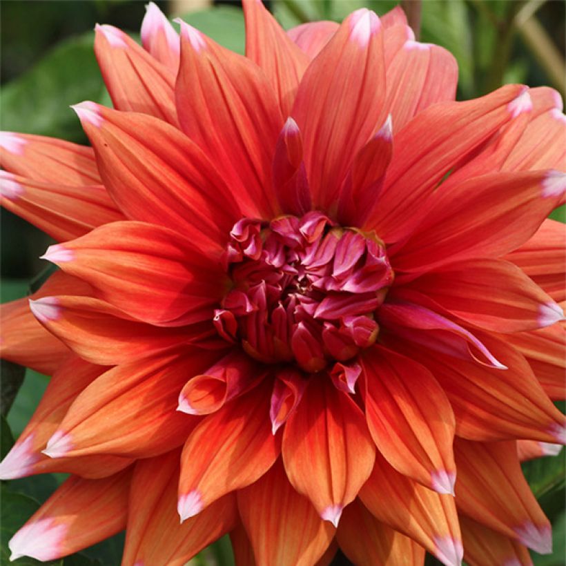 Dalia cactus Color Spectacle (Floración)