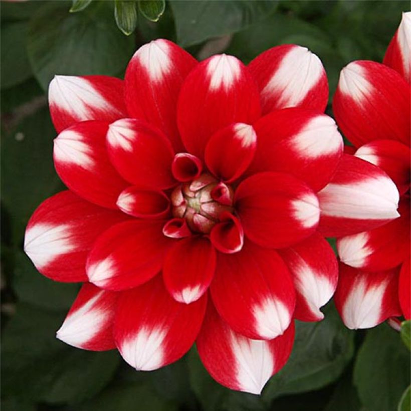 Dalia decorativa Nagano (Floración)