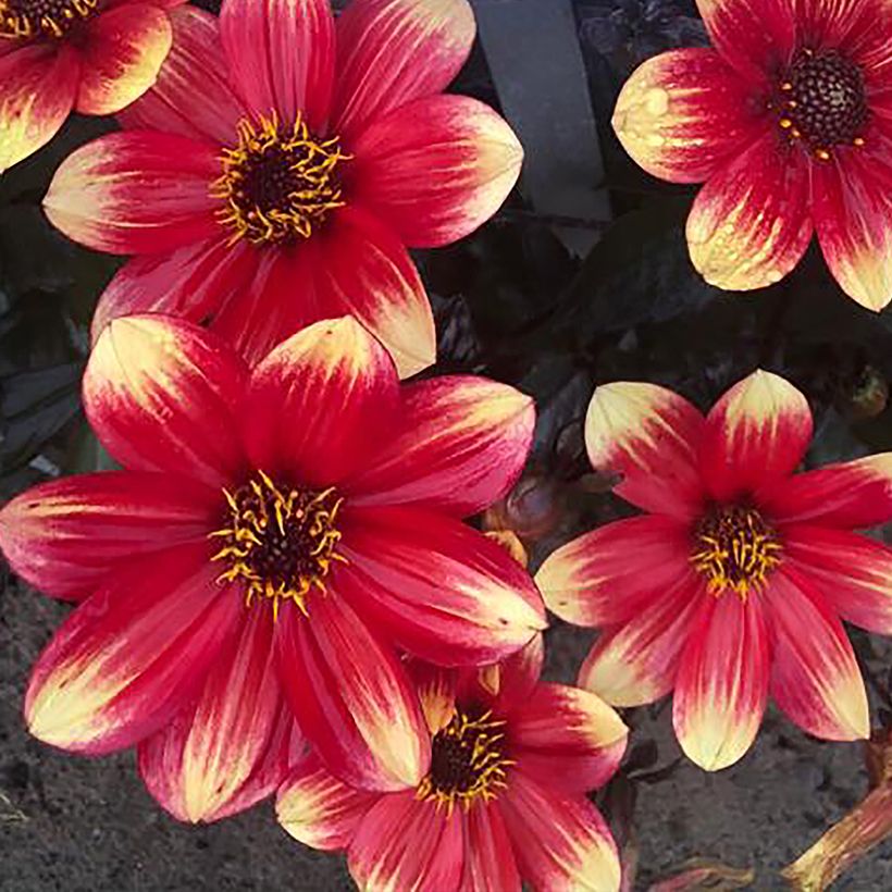 Dalia Dahlegria Bicolore (Floración)