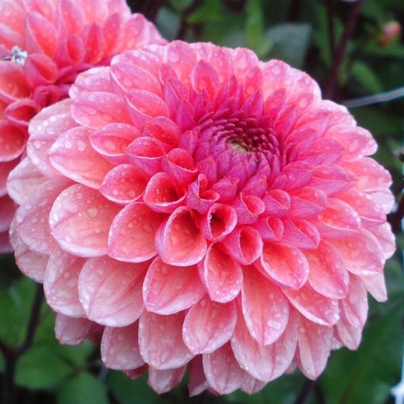 Dalia decorativa Daisy Duke (Floración)