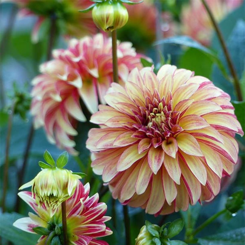Dalia decorativa Irish Pinwheel (Floración)
