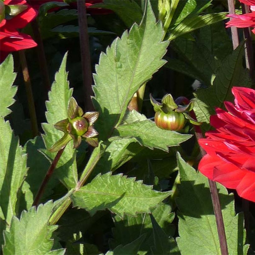 Dalia decorativa Karma Amora (Follaje)