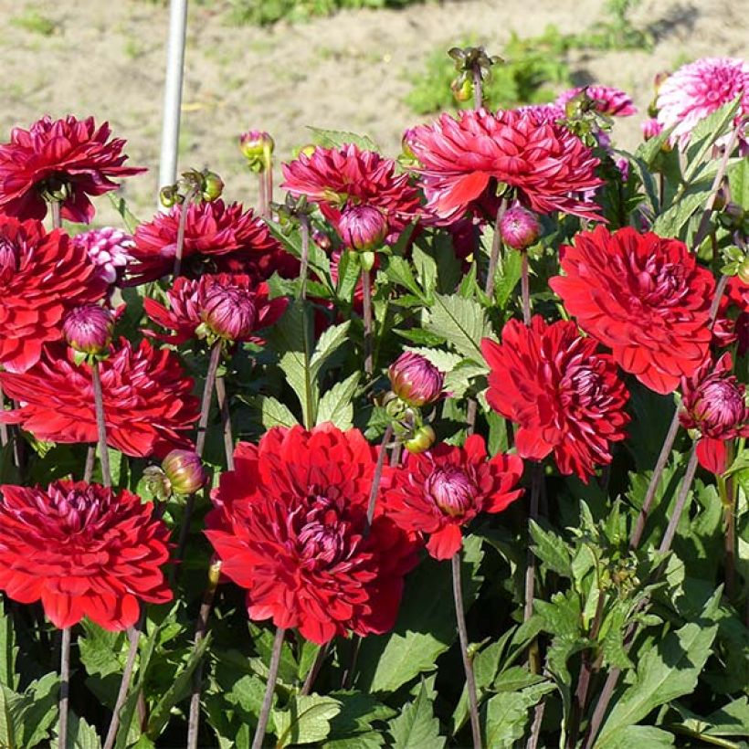 Dalia decorativa Karma Amora (Floración)