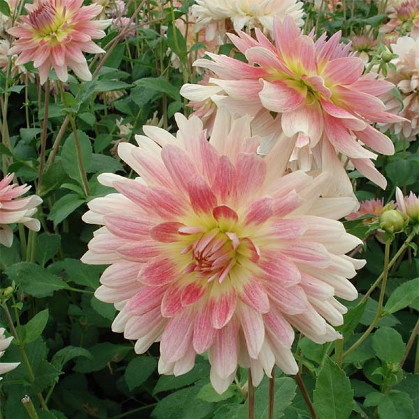 Dalia decorativa Sunset Tropical (Floración)