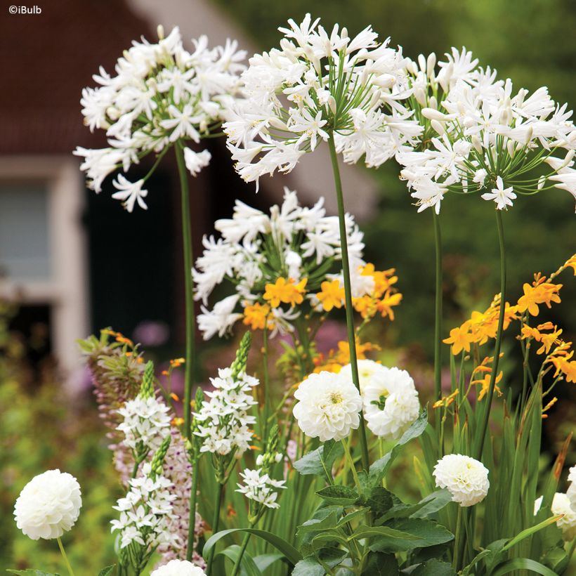 Dalia decorativa Karma Serena (Porte)