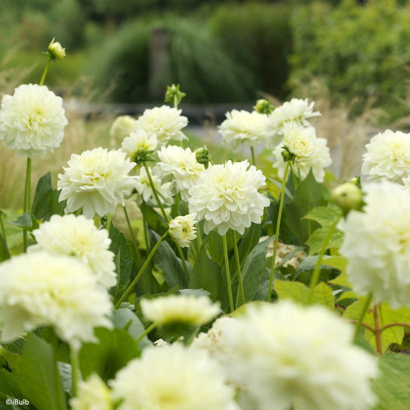 Dalia decorativa Karma Serena (Floración)