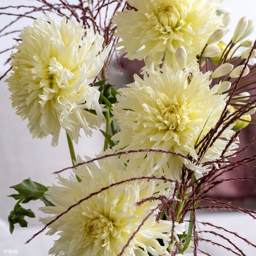 Dalia fimbriata Promise (Floración)