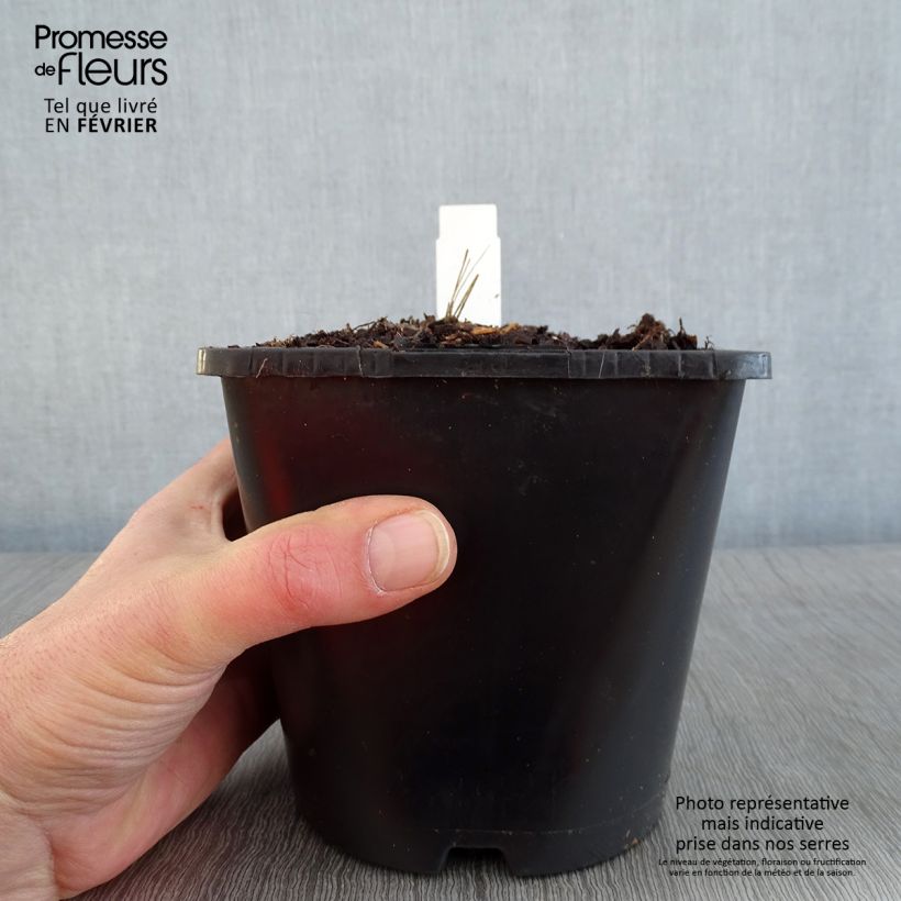 Dalia honka Izarra Maceta 2L/3L Ejemplar entregado en invierno