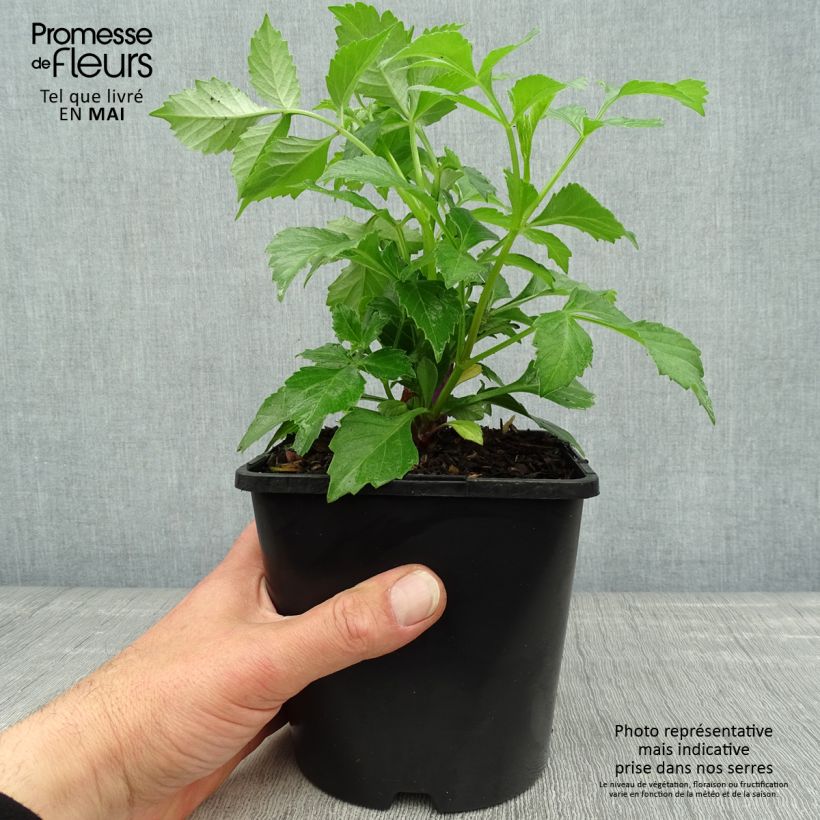 Dalia honka Izarra Maceta 2L/3L Ejemplar entregado en la primavera