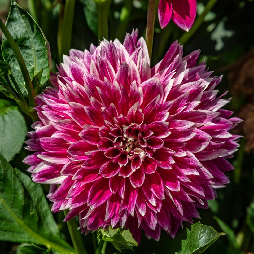 Dahlia Temple of Beauty (Floración)