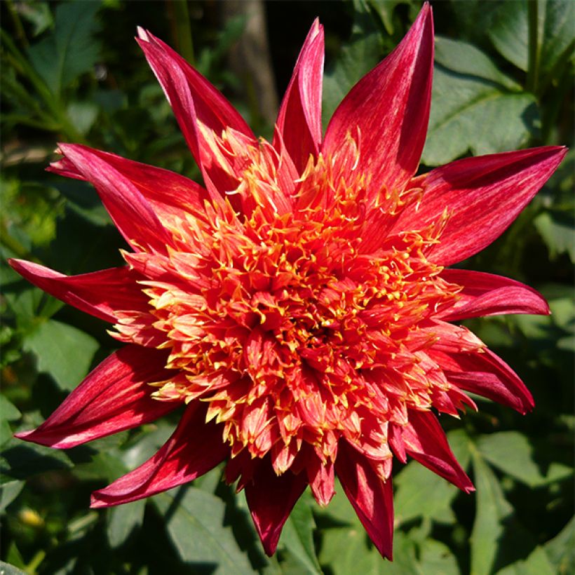 Dalia Flor de Anémona Jive (Floración)