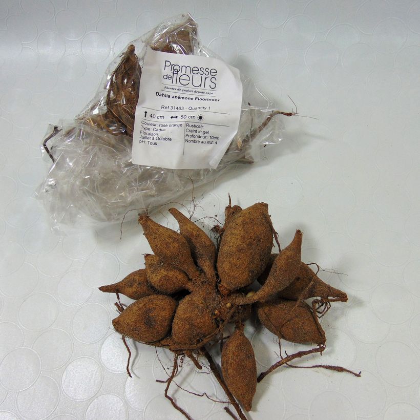 Ejemplo de ejemplar de Dalia Flor de Anémona Floorinoot Bulbo calibre I tal y como se entrega