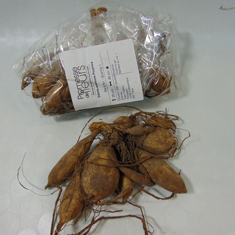 Ejemplo de ejemplar de Dalia Flor de Anémona Purpinca Bulbo calibre I tal y como se entrega