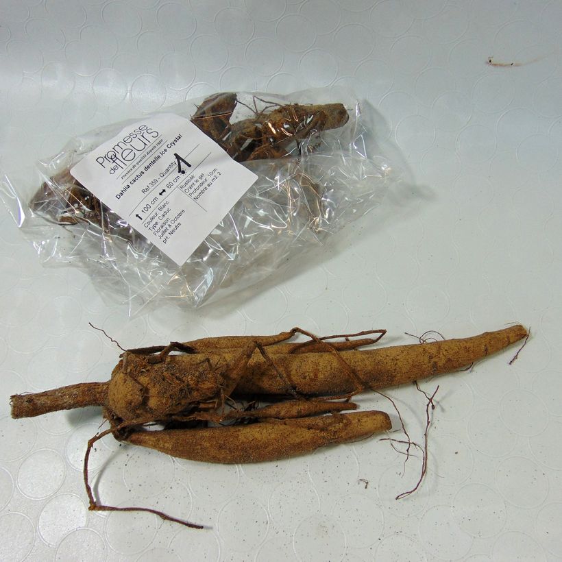 Ejemplo de ejemplar de Dalia cactus Ice Crystal Bulbo calibre I tal y como se entrega