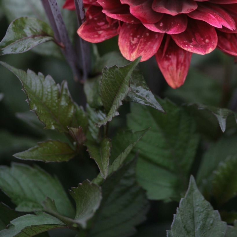 Dalia decorativa After Dusk (Follaje)