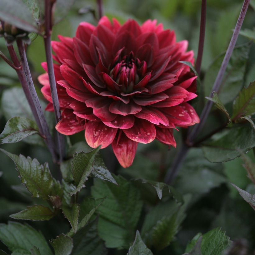 Dalia decorativa After Dusk (Floración)