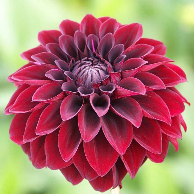 Dalia decorativa Arabian Night (Floración)