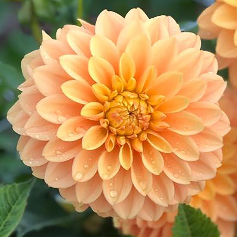 Dalia decorativa Bocherell (Floración)