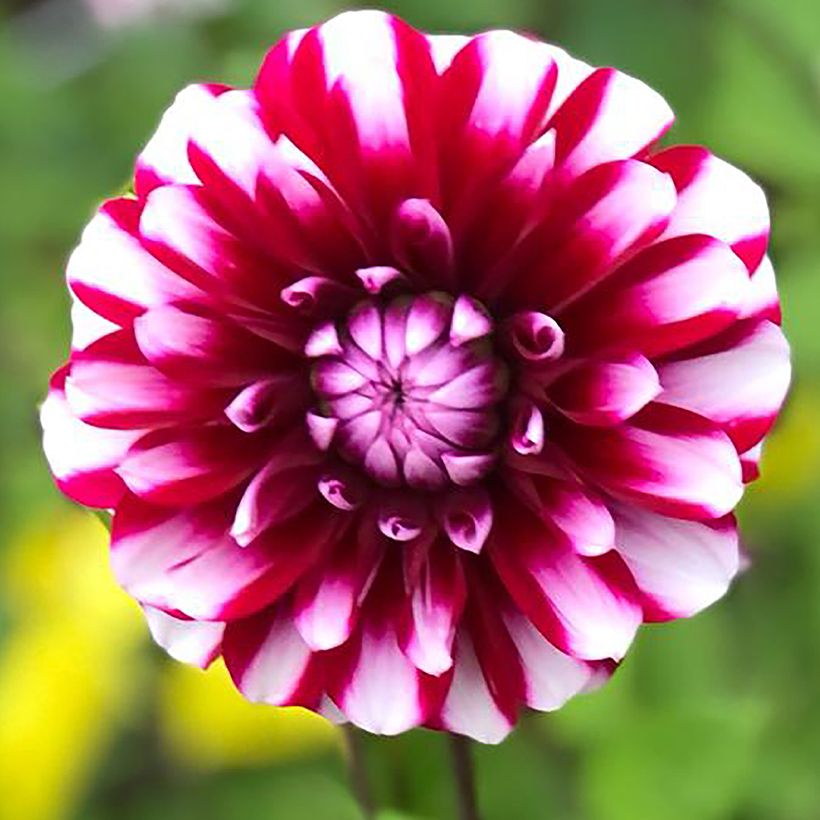 Dalia decorativa Bourbon Street (Floración)
