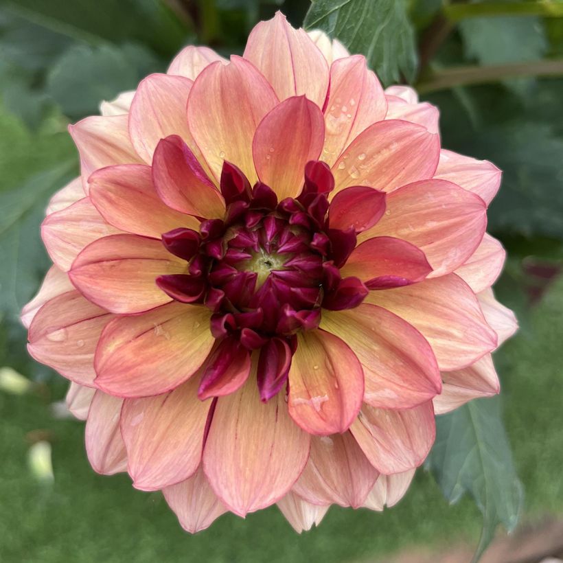 Dalia decorativa Crème de Cognac (Floración)