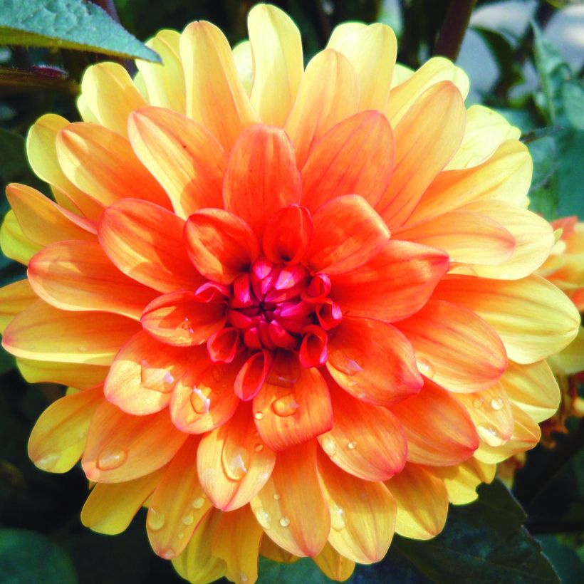 Dalia decorativa David Howard (Floración)