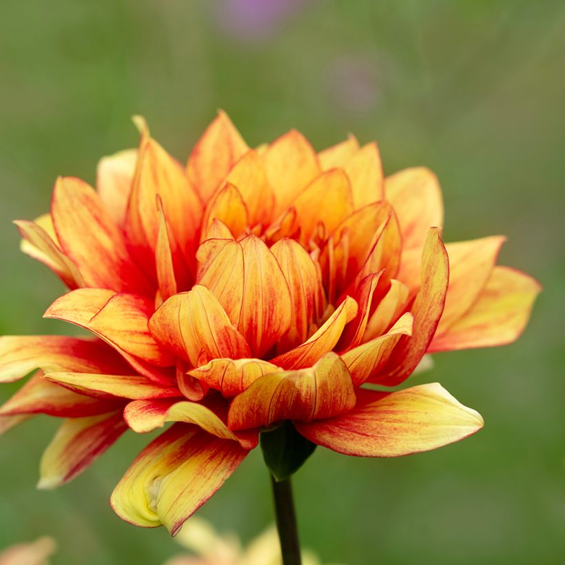 Dalia decorativa Dazzling Sun (Floración)