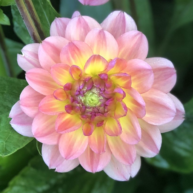 Dalia decorativa Erna Panzer (Floración)