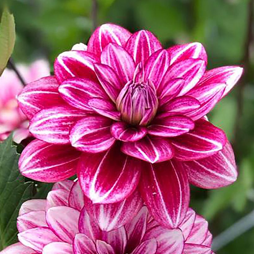 Dalia decorativa Hémisphère (Floración)
