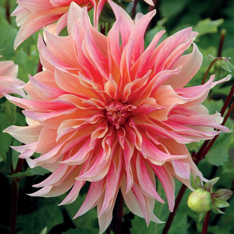 Dalia decorativa Labyrinth (Floración)
