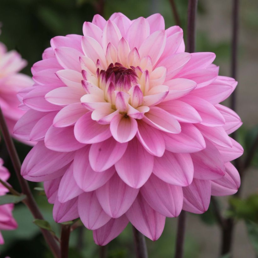 Dalia Luka Johanna (Floración)