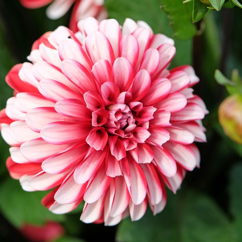 Dalia decorativa Pacific time (Floración)