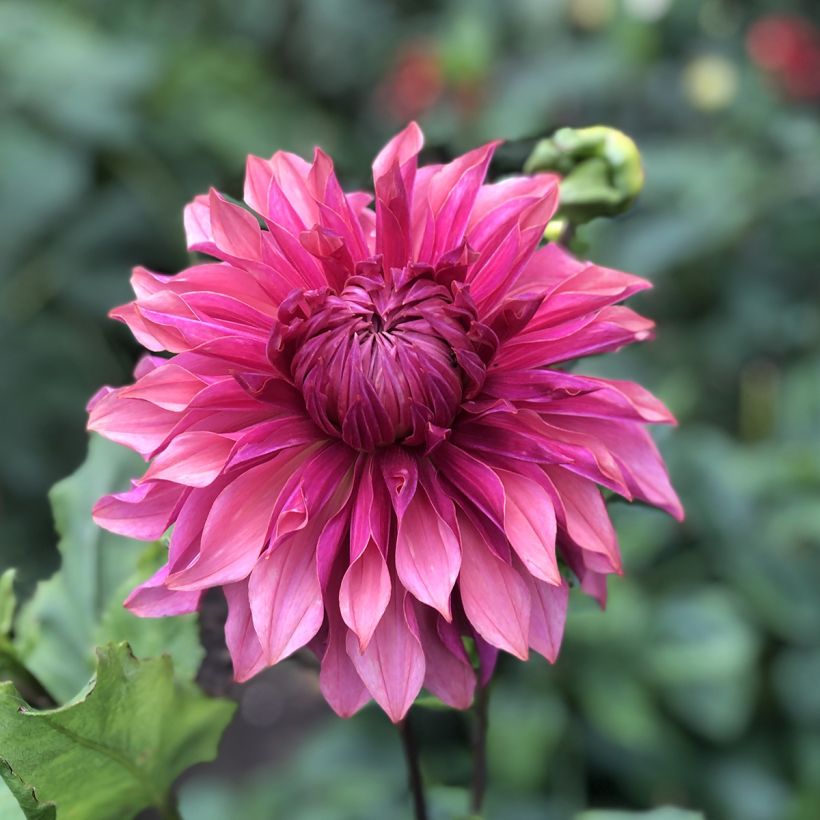 Dalia decorativa Penhill Dark Monarch (Floración)