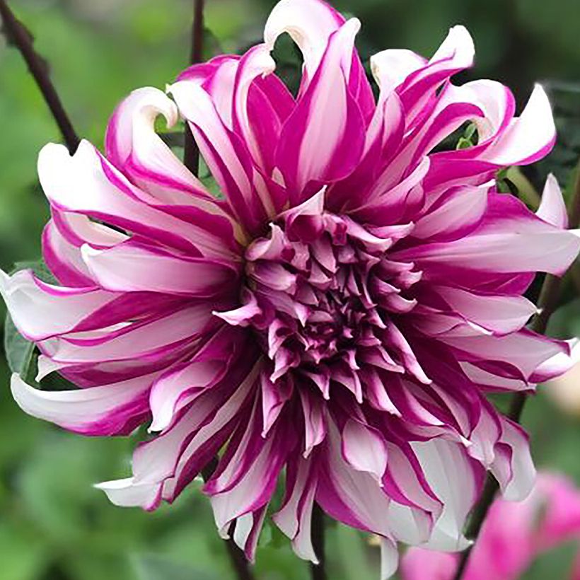 Dalia decorativa Radegast (Floración)
