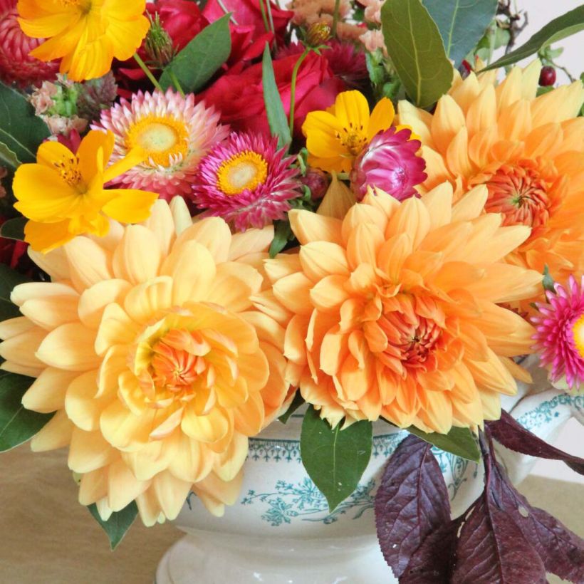 Dalia decorativa Rancho (Floración)