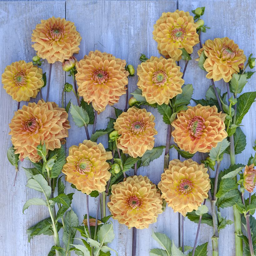 Dalia decorativa Caramel (Floración)